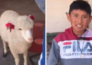 Il ragazzo è andato a scuola con la sua pecora per non farla restare a casa da sola