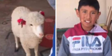 Il ragazzo è andato a scuola con la sua pecora per non farla restare a casa da sola