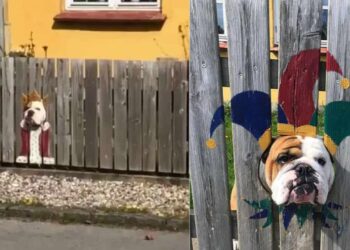 Bulldog passa tutto il giorno a guardare attraverso i buchi della recinzione