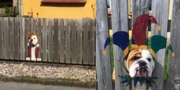 Bulldog passa tutto il giorno a guardare attraverso i buchi della recinzione
