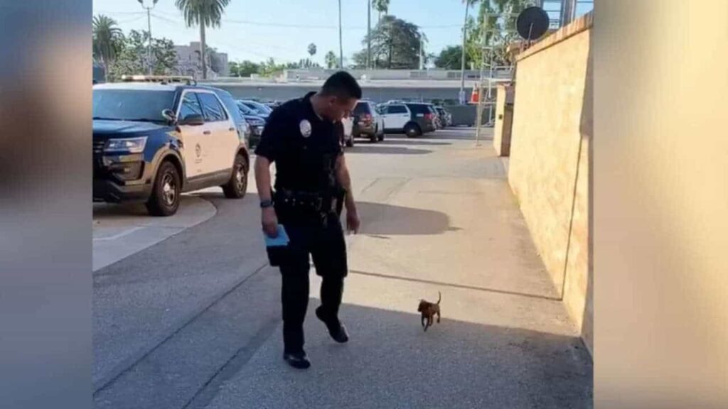 Piccolo cucciolo randagio vede un agente di polizia che cammina per strada e lo insegue