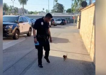 Piccolo cucciolo randagio vede un agente di polizia che cammina per strada e lo insegue