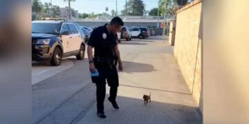 Piccolo cucciolo randagio vede un agente di polizia che cammina per strada e lo insegue