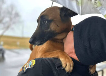 Cane si getta tra le braccia di un poliziotto durante un temporale in cerca di conforto