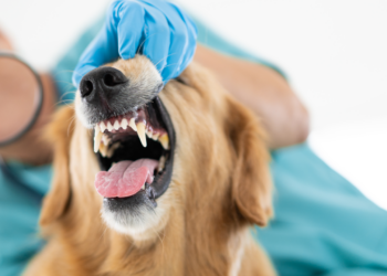 Segni che indicano che il tuo cane puo’ aver mangiato qualcosa di pericoloso