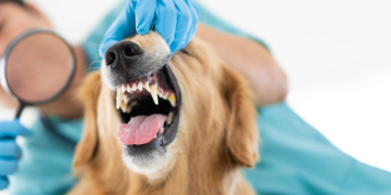 Segni che indicano che il tuo cane puo’ aver mangiato qualcosa di pericoloso