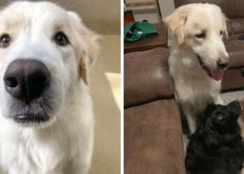 cane canile 14 volte