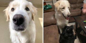 cane canile 14 volte