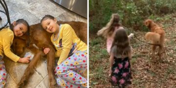 Le sorelle si perdono nei boschi e vengono accudite da un cane