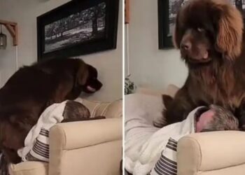 Il cane gigante pensa di essere un cucciolo e quasi schiaccia il proprietario