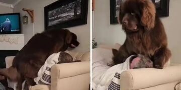 Il cane gigante pensa di essere un cucciolo e quasi schiaccia il proprietario