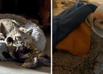 Una donna ha trovato una lince nella cuccia del suo cane