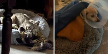 Una donna ha trovato una lince nella cuccia del suo cane