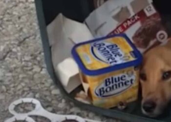 Una donna scarica il suo cane in un bidone della spazzatura per andare a vivere con il suo nuovo ragazzo