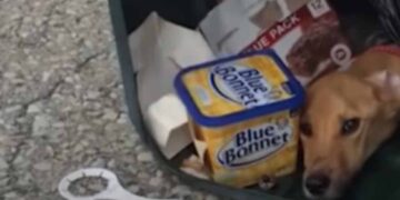 Una donna scarica il suo cane in un bidone della spazzatura per andare a vivere con il suo nuovo ragazzo