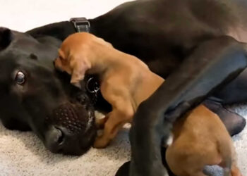 Un cucciolo minuscolo e depresso esce dal suo guscio quando incontra un nuovo gigantesco migliore amico