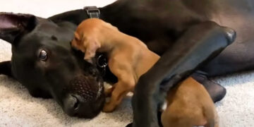 Un cucciolo minuscolo e depresso esce dal suo guscio quando incontra un nuovo gigantesco migliore amico