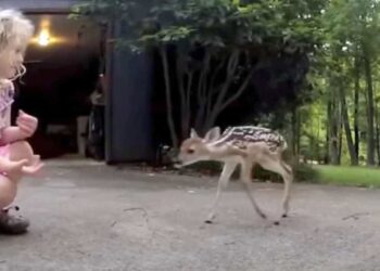 Il cerbiatto neonato smarrito si avvicina alla bambina, la gente ora la chiama "la sussurratrice di cervi"