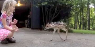 Il cerbiatto neonato smarrito si avvicina alla bambina, la gente ora la chiama "la sussurratrice di cervi"