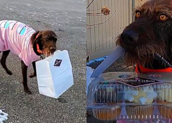 Il panificio consegna cupcakes con un cane da consegna
