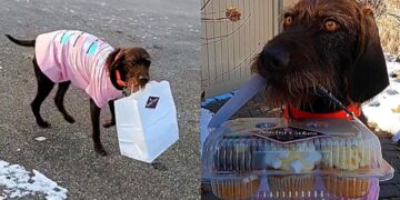 Il panificio consegna cupcakes con un cane da consegna