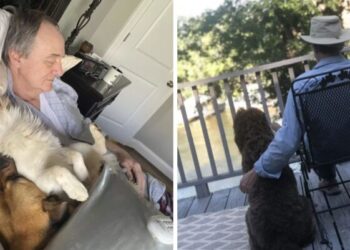 Una donna trova suo padre che sonnecchia con i cani del vicinato