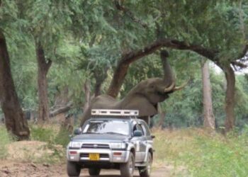 Gigantesco elefante si avvicina agli umani, chiedendo aiuto per un vecchio proiettile conficcato nella sua testa