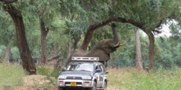 Gigantesco elefante si avvicina agli umani, chiedendo aiuto per un vecchio proiettile conficcato nella sua testa