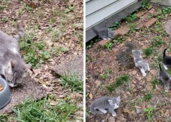 La donna dà da mangiare al gatto randagio, guadagnandosi la sua fiducia e le presenta i suoi cuccioli