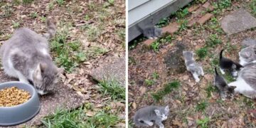 La donna dà da mangiare al gatto randagio, guadagnandosi la sua fiducia e le presenta i suoi cuccioli