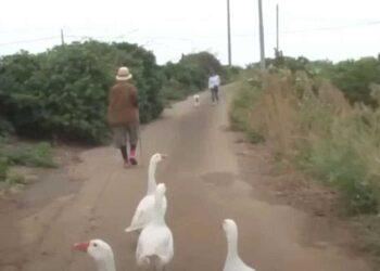 4 oche si innamorano di una nonna, la scoratano e la proteggono ovunque vada