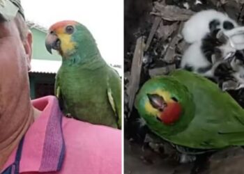 Il pappagallo femmina adotta dei gattini abbandonati