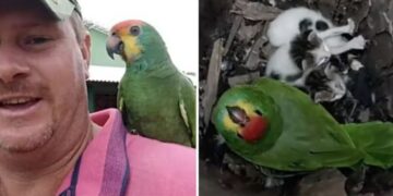 Il pappagallo femmina adotta dei gattini abbandonati