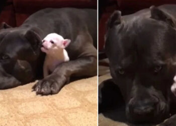 Il grande pitbull terrier fa da babysitter a un cucciolo ed è la cosa più adorabile di sempre (Video)