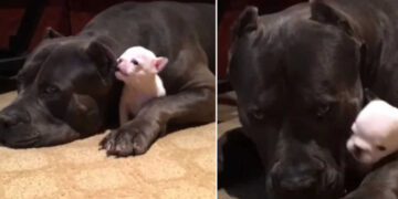 Il grande pitbull terrier fa da babysitter a un cucciolo ed è la cosa più adorabile di sempre (Video)
