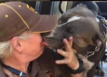L'autista UPS adotta un cane solitario lungo il suo percorso di consegne