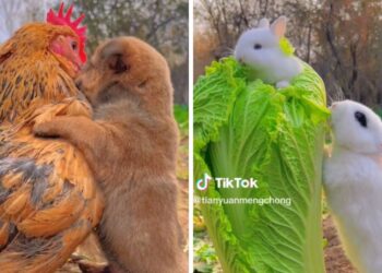 Questi simpatici video di cuccioli renderanno la tua giornata migliore: guardali!