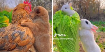 Questi simpatici video di cuccioli renderanno la tua giornata migliore: guardali!