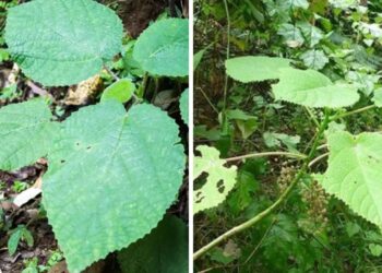 La donna cade sulla pianta più pericolosa del mondo