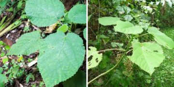 La donna cade sulla pianta più pericolosa del mondo