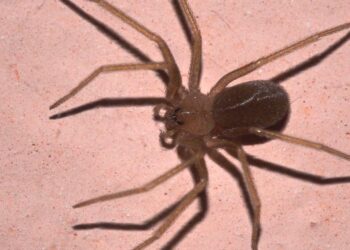 Come spaventare i ragni violino da casa tua: trucchi infallibili