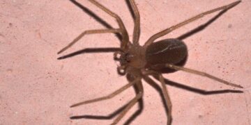 Come spaventare i ragni violino da casa tua: trucchi infallibili