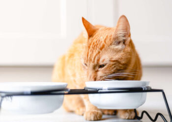 Dove posizionare al meglio la ciotola del gatto?