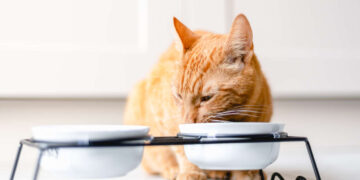 Dove posizionare al meglio la ciotola del gatto?