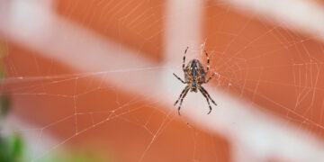 ragno in casa