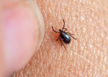 Hai subito un morso di zecca? Ecco le azioni da evitare e i passaggi da seguire