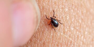 Hai subito un morso di zecca? Ecco le azioni da evitare e i passaggi da seguire