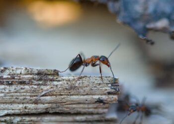 formiche in casa