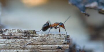 formiche in casa