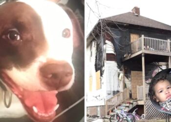 Il cane fedele aiuta a salvare il bambino dall’incendio della casa